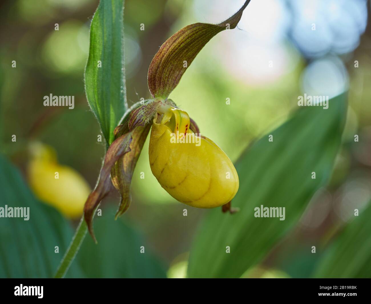 Une orchidée sauvage de printemps nord-américaine au soleil aux couleurs frappées, le Cypripedium parviflorum, communément connu sous le nom de Yellow Lady's Slipper Banque D'Images