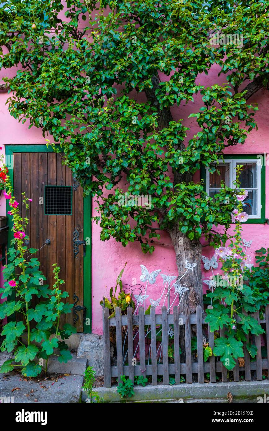 Maison rose avec arbre espalier dans la vieille ville, Hallstatt, Salzkammergut, paysage culturel Hallstatt-Dachstein Salzkammergut, Haute-Autriche, Autriche Banque D'Images