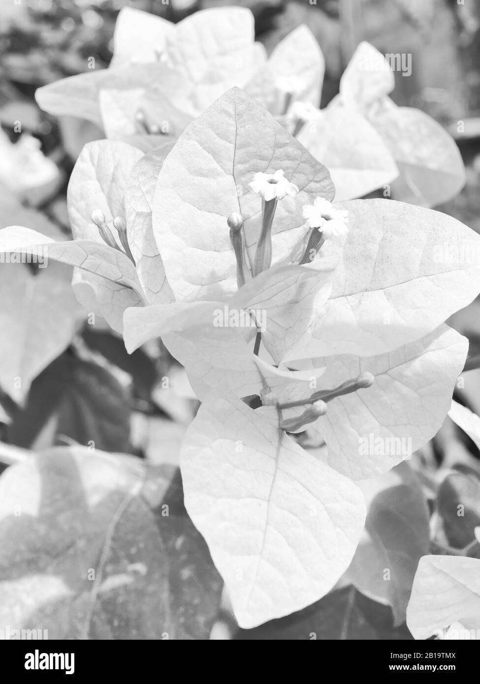 Fleur noire et blanche, en fleur Photo Stock - Alamy