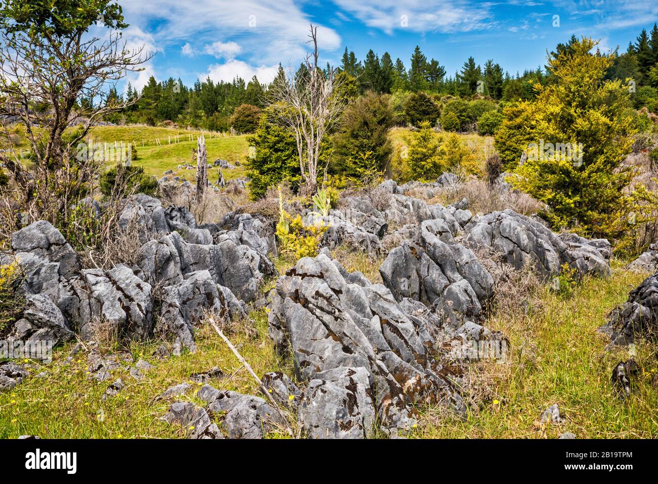 Rochers En Marbre Sur La Route Canaan, Au Large Du Parc National Abel Tasman, District De Tasman, Île Du Sud, Nouvelle-Zélande Banque D'Images