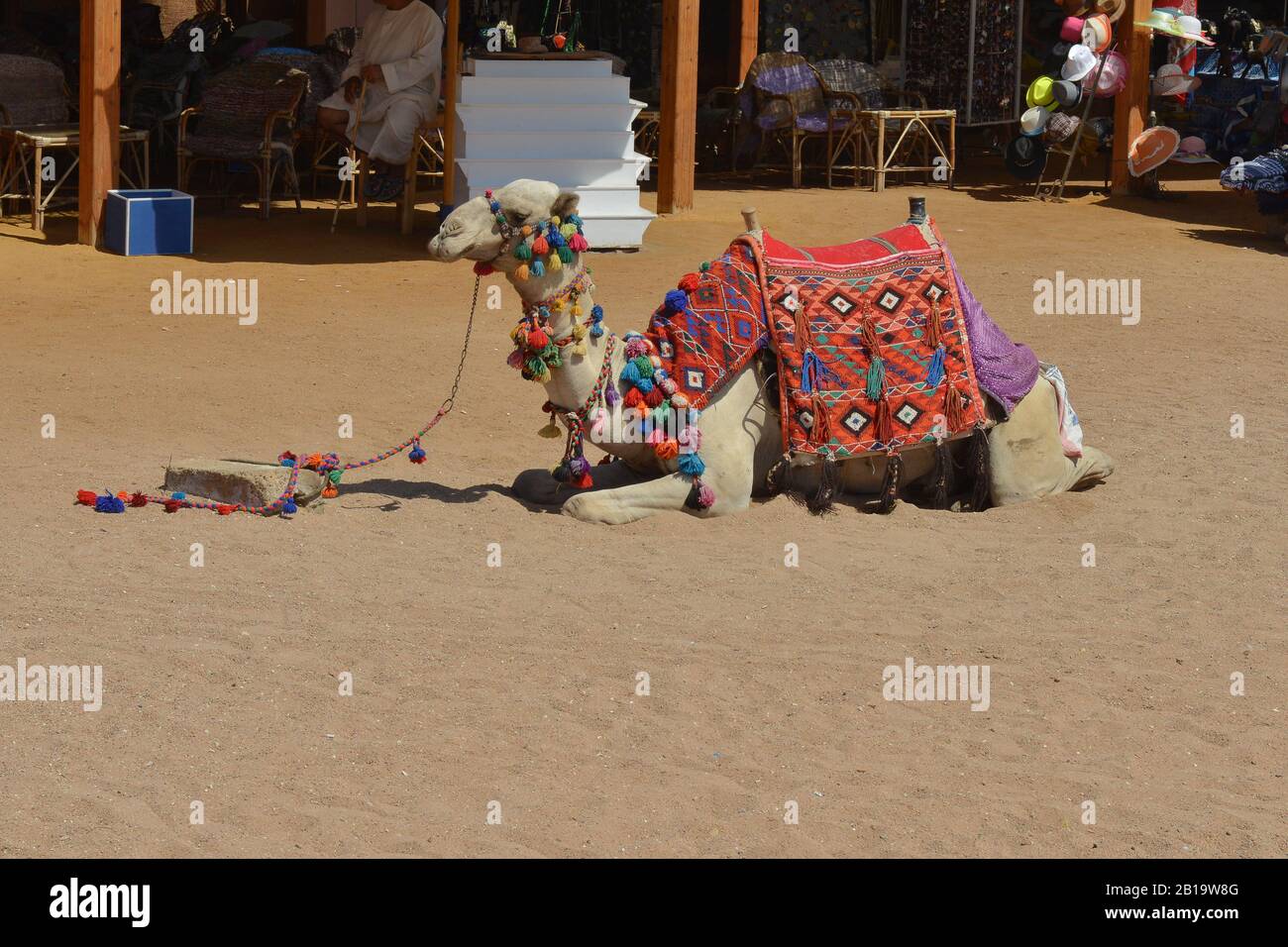 Arabian Bedouin Famous Ride, Un Camel Assis Sous La Lumière Du Soleil Sur Desert Sand, Egypte Banque D'Images