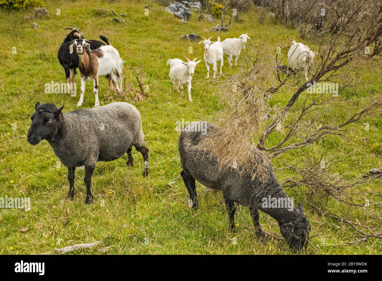 Moutons et chèvres dans les pâturages, région de Takaka Hill, près du parc national Abel Tasman, district de Tasman, île du Sud, Nouvelle-Zélande Banque D'Images