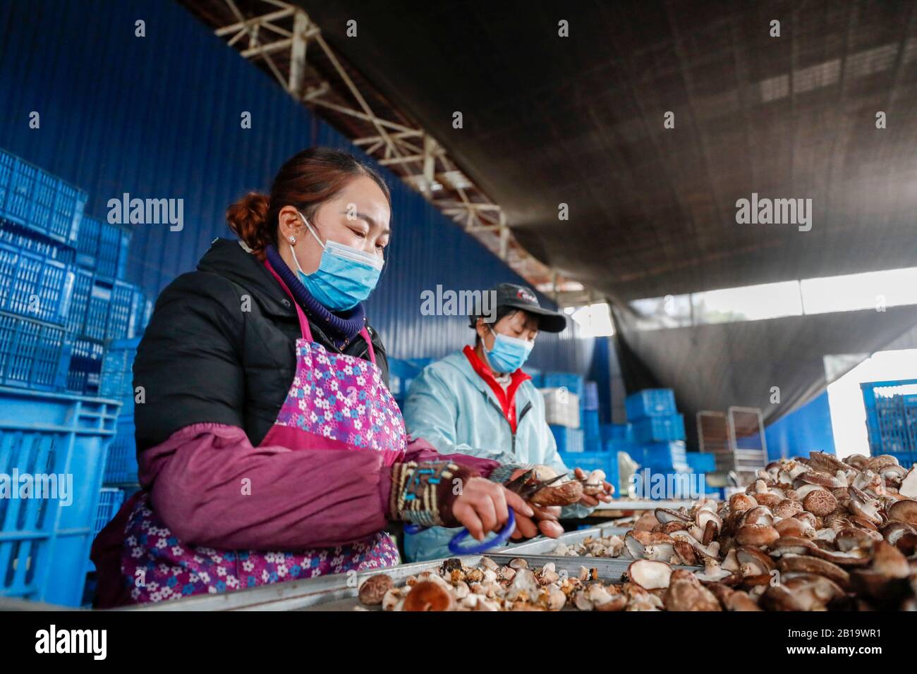 (200224) -- CHONGQING, le 24 février 2020 (Xinhua) -- les travailleurs tament des champignons à une base industrielle de réduction de la pauvreté dans le canton de Xinuqi, dans le comté de Chengkou, au sud-ouest de la Chine, Chongqing, le 24 février 2020. La base industrielle de lutte contre la pauvreté a repris sa production dans le contexte des efforts de prévention et de contrôle des épidémies. (Photo De Huang Wei/Xinhua) Banque D'Images