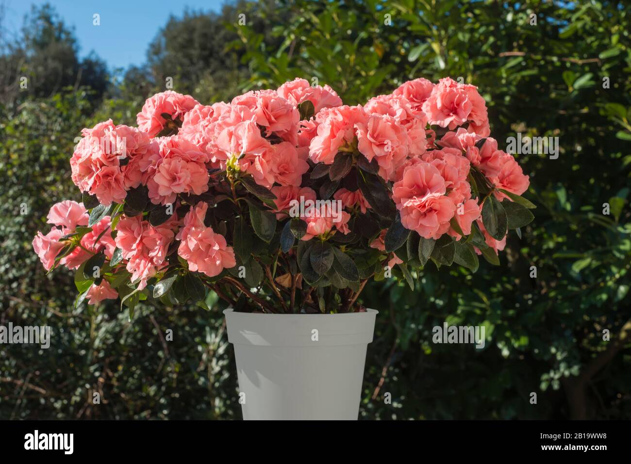 Fleurs d'Azalea japonica ( Rhododendron ) dans un pot, fleurs roses, plein air. Banque D'Images