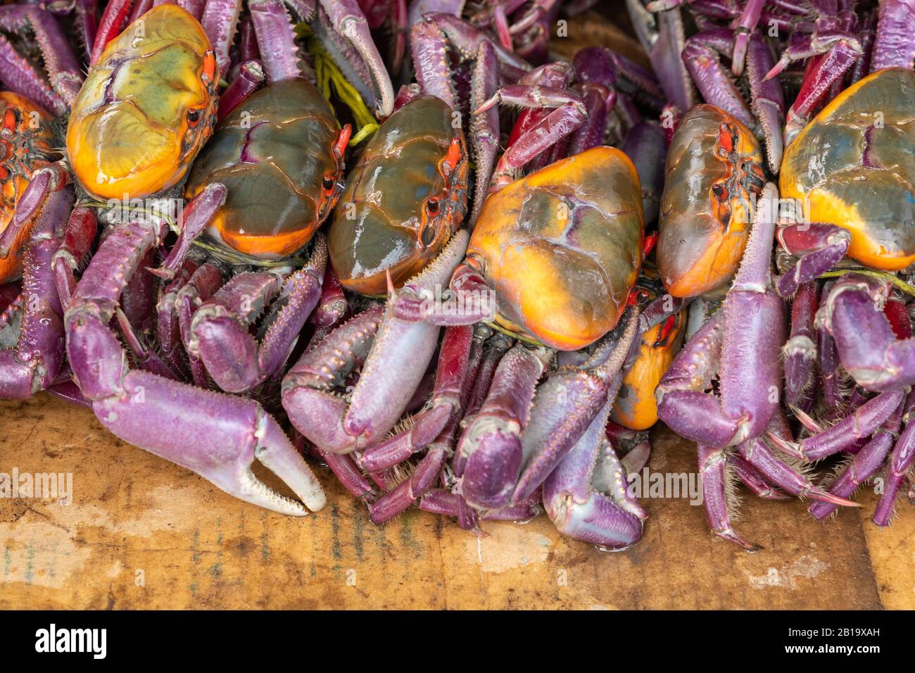 Equateur, près de Quitpo une pile de crabes frais locaux. Banque D'Images