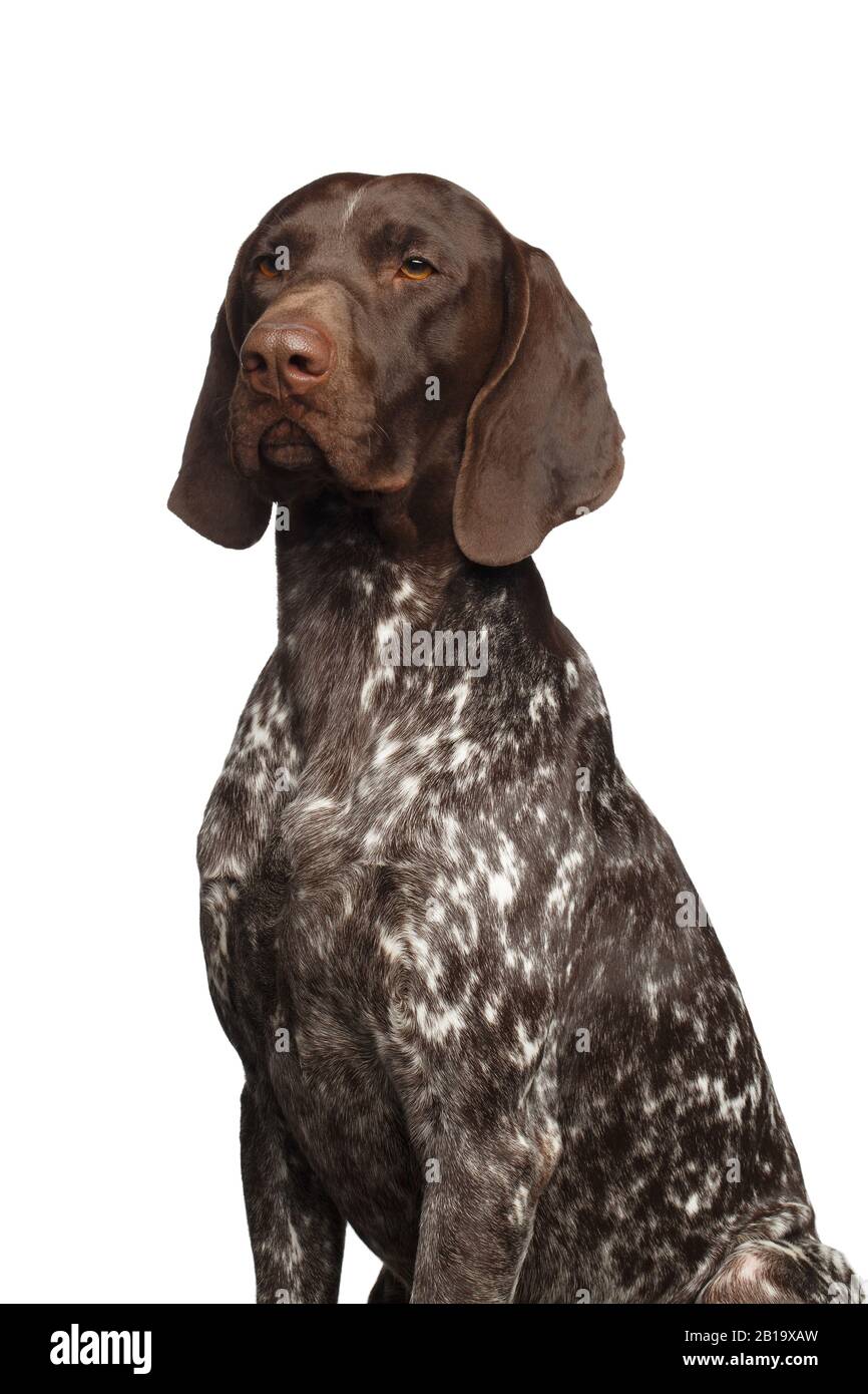 Le chien de chasse est le pointeur allemand à poil court sur fond blanc  Photo Stock - Alamy
