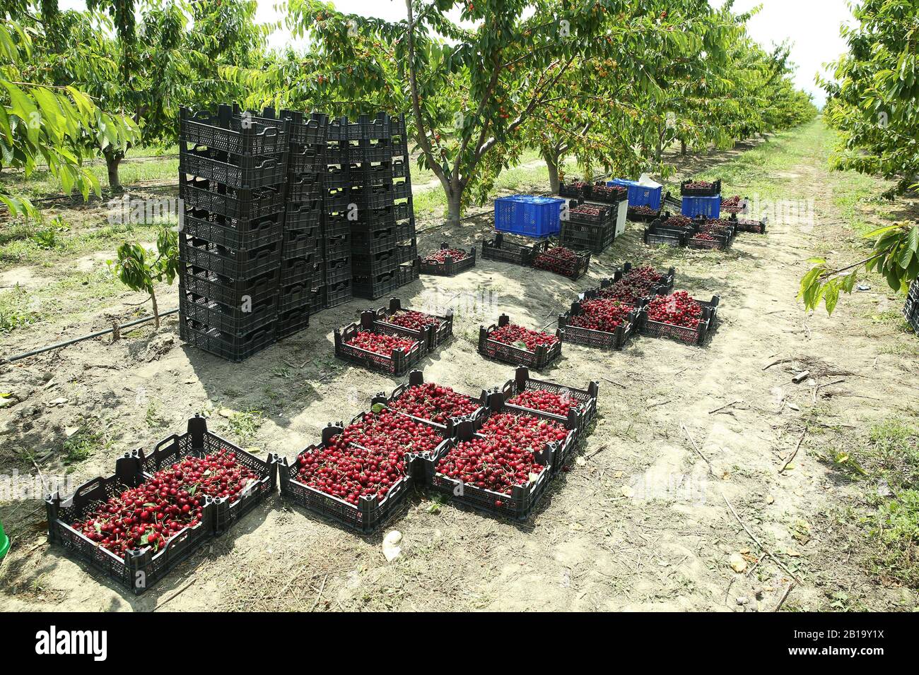 Boîtes de cerises de lapins fraîchement cueillies. Verger de cerisier industriel. Seaux de cerises noires douces et crues froncées . Vue rapprochée de l'herbe verte et Banque D'Images