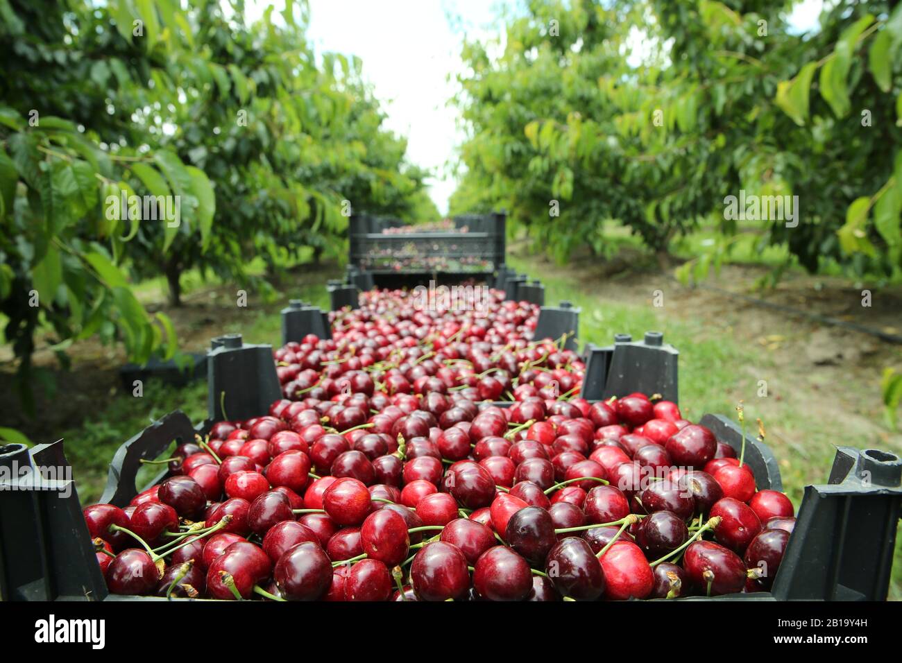 Boîtes de cerises de lapins fraîchement cueillies. Verger de cerisier industriel. Seaux de cerises noires douces et crues froncées . Vue rapprochée de l'herbe verte et Banque D'Images