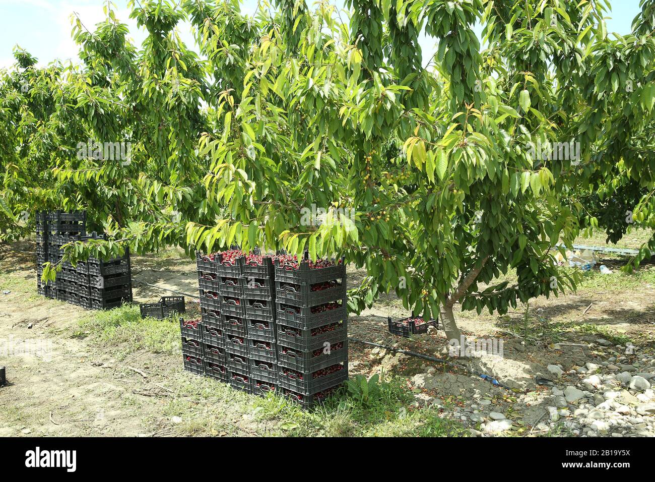 Boîtes de cerises de lapins fraîchement cueillies. Verger de cerisier industriel. Seaux de cerises noires douces et crues froncées . Vue rapprochée de l'herbe verte et Banque D'Images