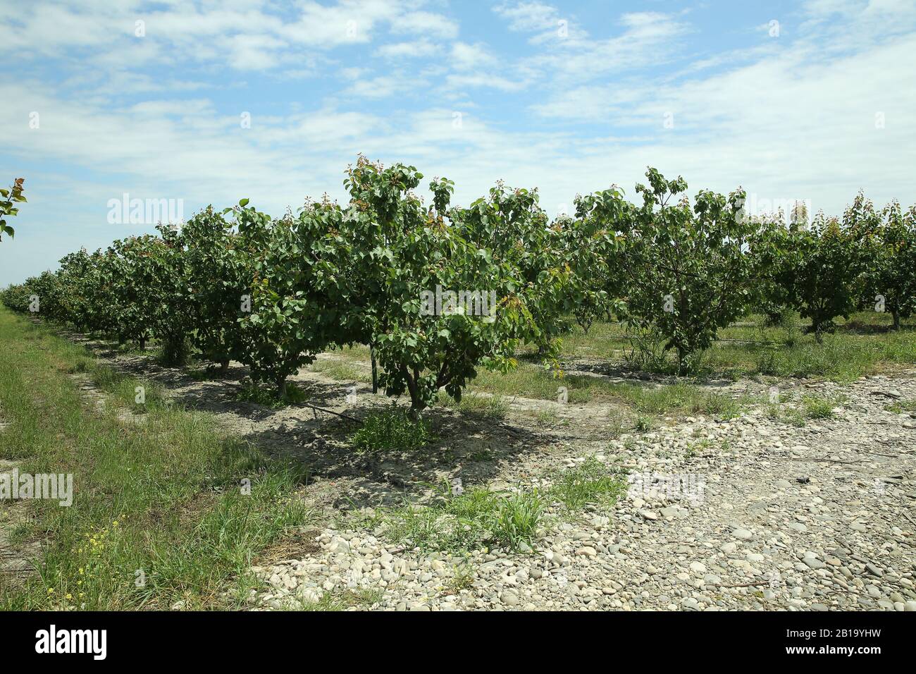 Ferme de pêche au début de l'été . Pêche mûre . Arbre de pêche, branche avec petits pêches immatures . Banque D'Images