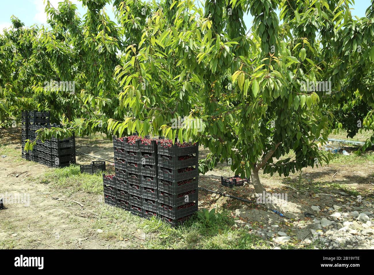 Boîtes de cerises de lapins fraîchement cueillies. Verger de cerisier industriel. Seaux de cerises noires douces et crues froncées . Vue rapprochée de l'herbe verte et Banque D'Images