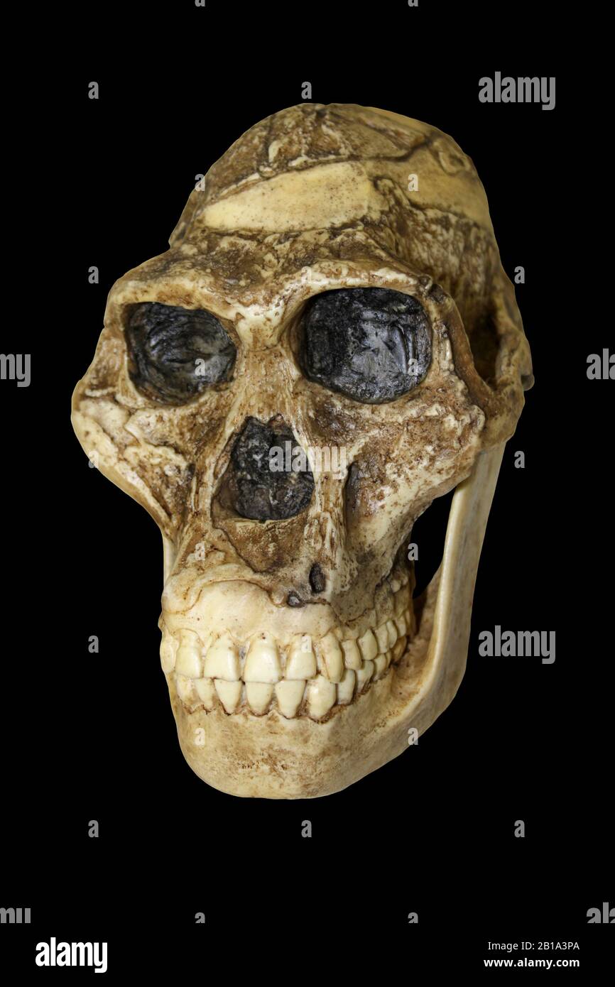 Mrs Ples Australopithecus africanus Banque D'Images