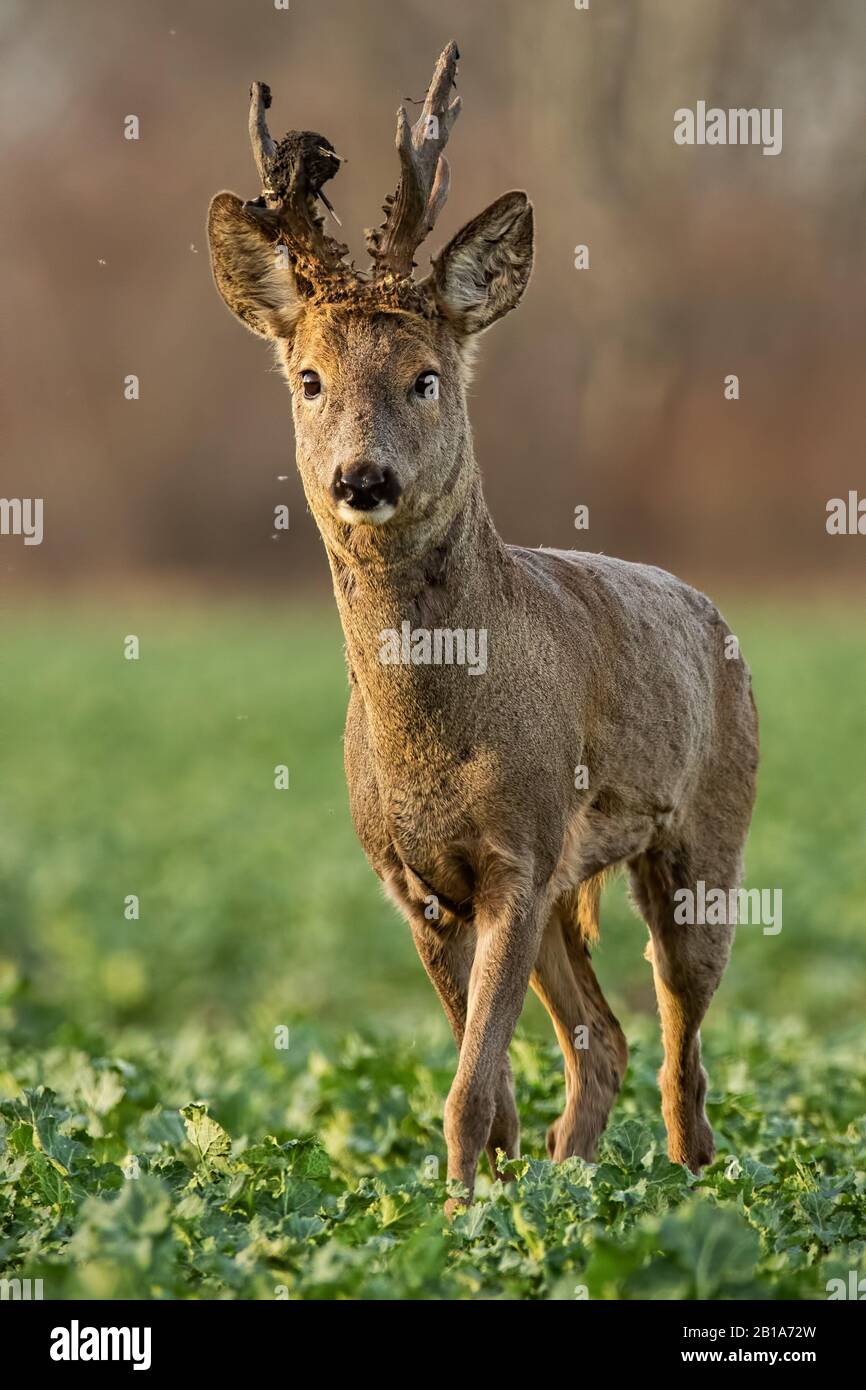 Chevreuil cerf au coucher du soleil avec fourrure d'hiver. Banque D'Images