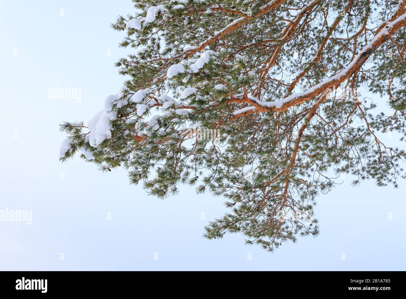 Givrer la branche de pins enneigés le jour de l'hiver Banque D'Images
