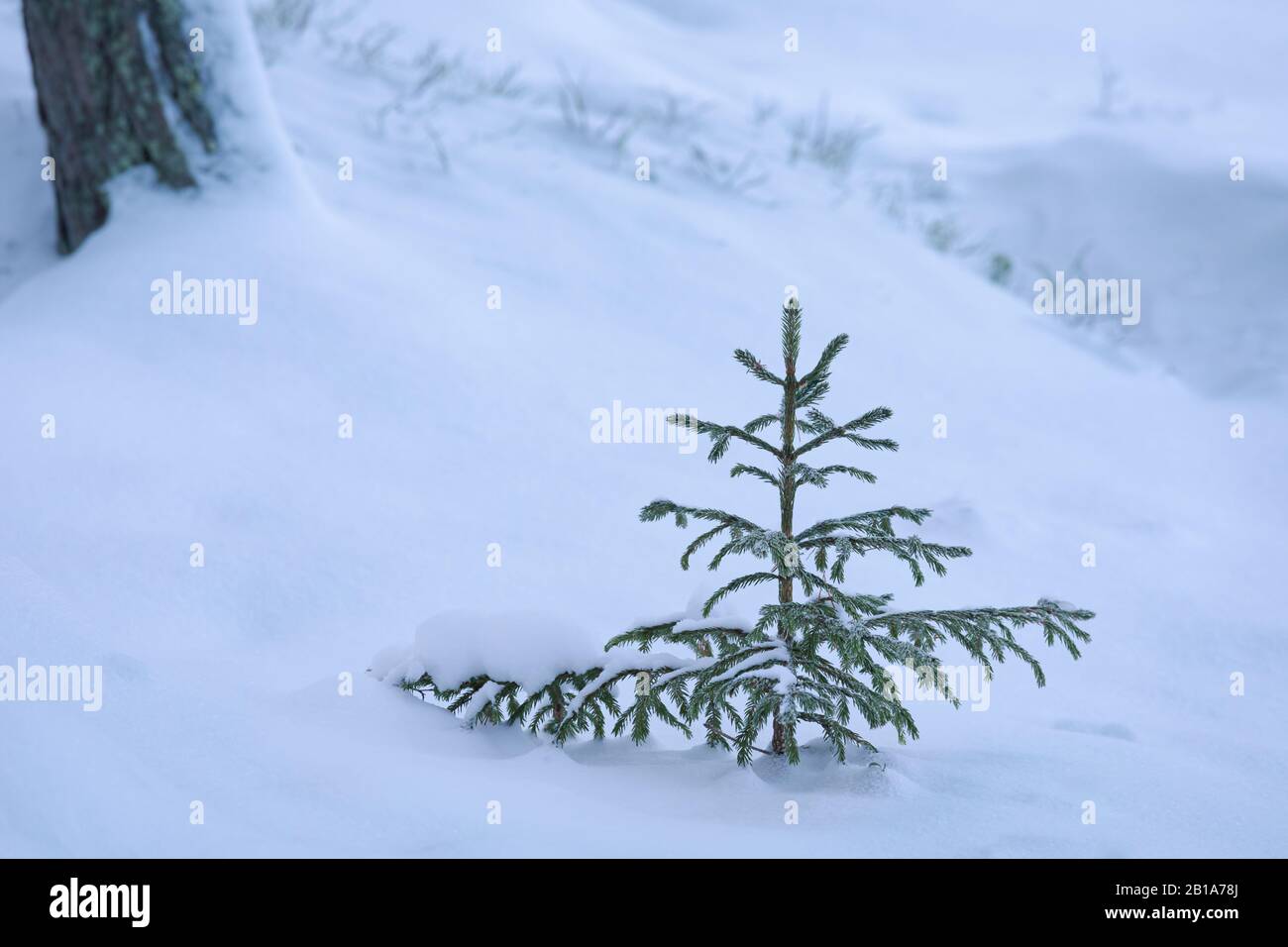 Givrer l'arbre d'épinette sur la neige le jour d'hiver nuageux Banque D'Images