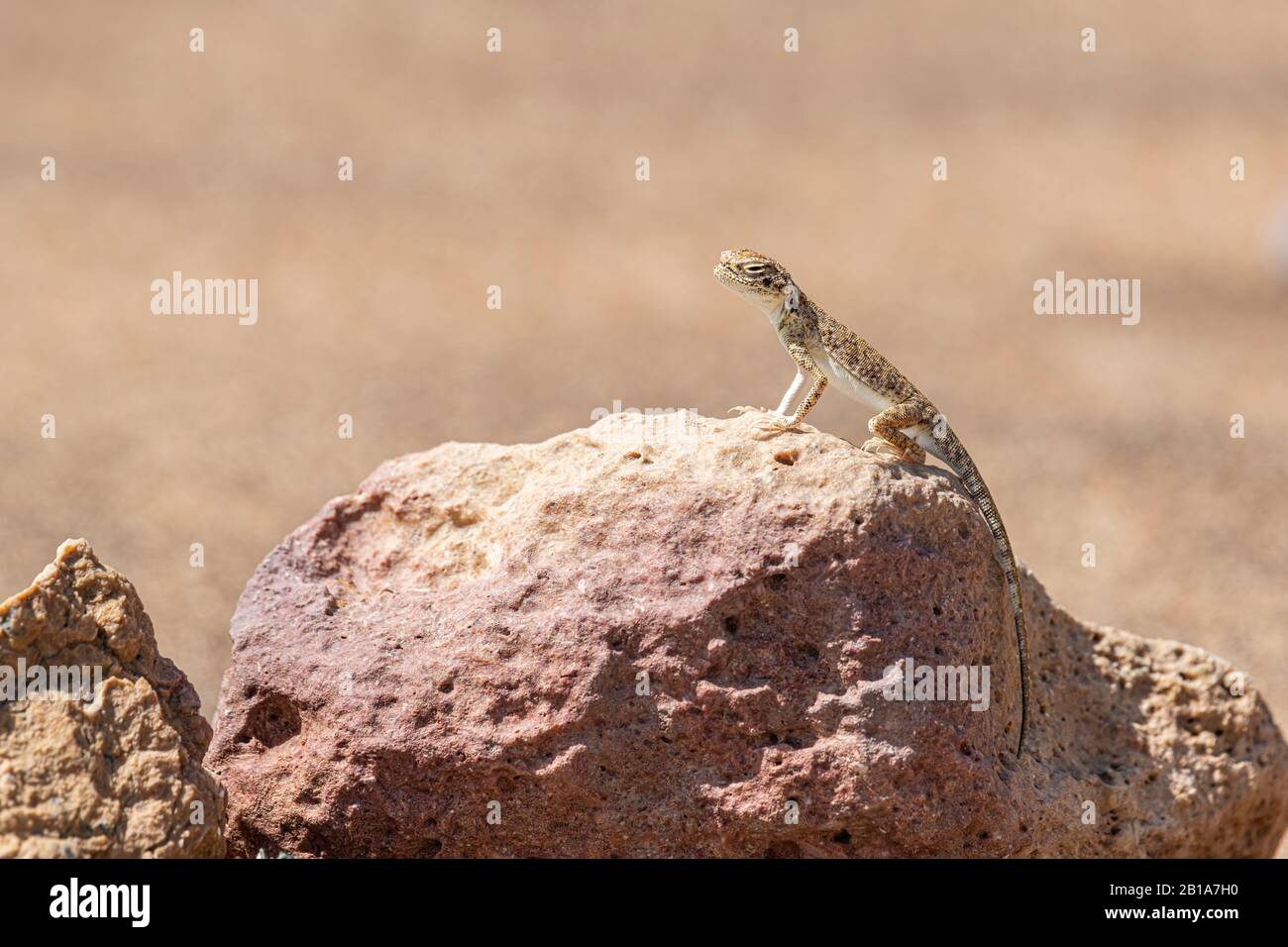 Gros plan de l'agama arabe à tête toulatée (Phrynocephalus arabicus) dans le désert, debout sur une pierre Banque D'Images