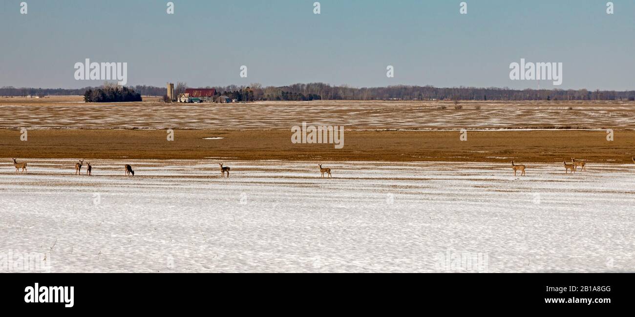 Sneon, Michigan - cerf de Virginie en hiver sur un terrain agricole au pouce du Michigan. Banque D'Images