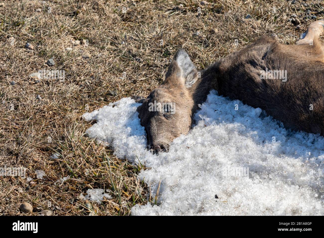 Bad Ax, Michigan - un cerf de Virginie mort, tué sur une route dans le pouce du Michigan. Banque D'Images