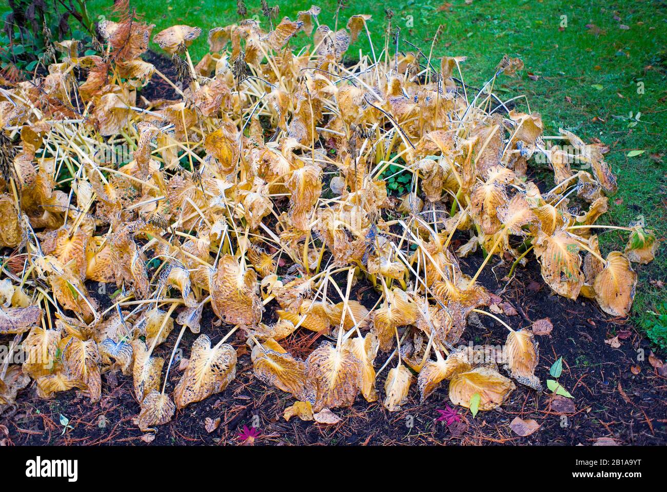 La mort et la carie comme les vieilles feuilles de hosta font place à l'hibernation et à la renaissance de la plante l'année prochaine Banque D'Images