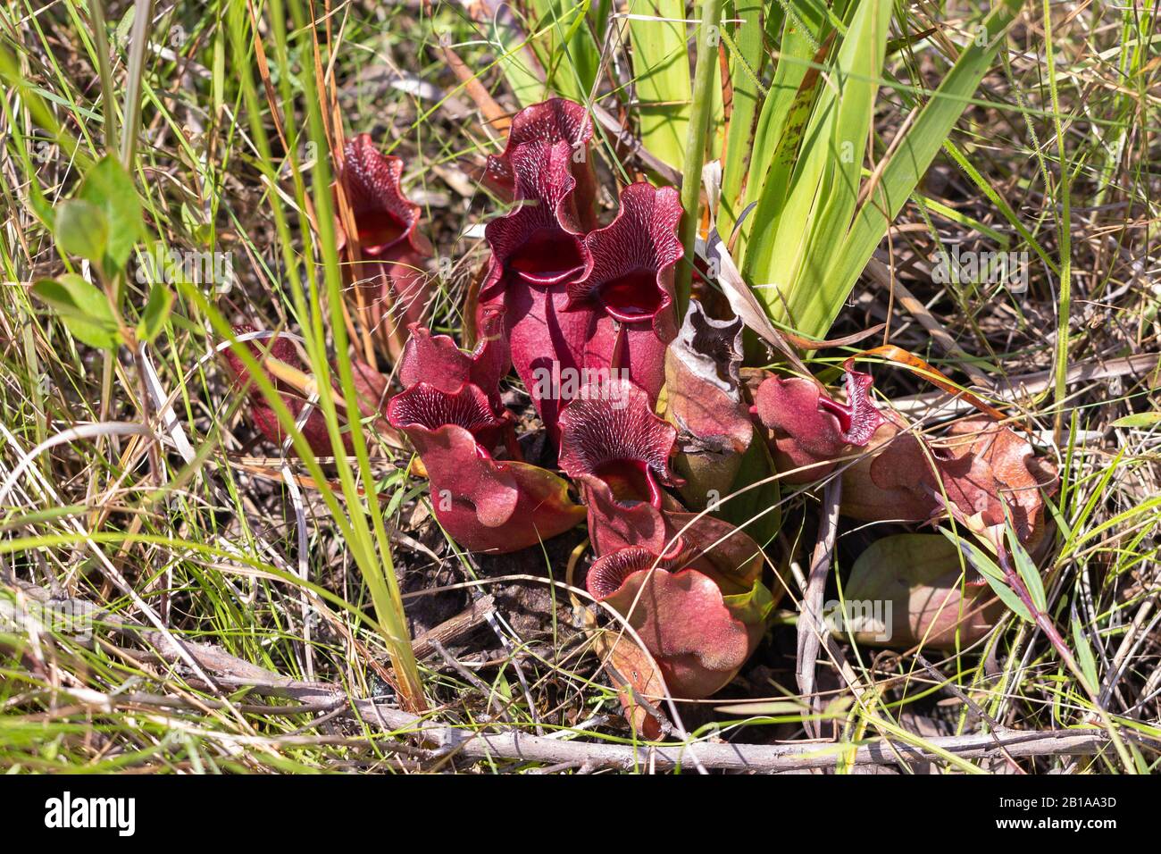 Sarracenia purpurea ssp. Venosa en Caroline du Nord Banque D'Images