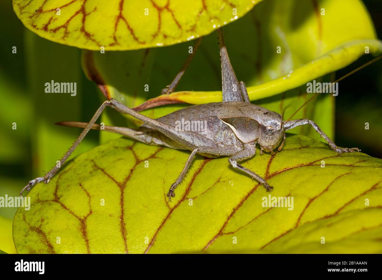 Grashopper sur Sarracenia flava (plante de pichet jaune) en Caroline du Nord Banque D'Images