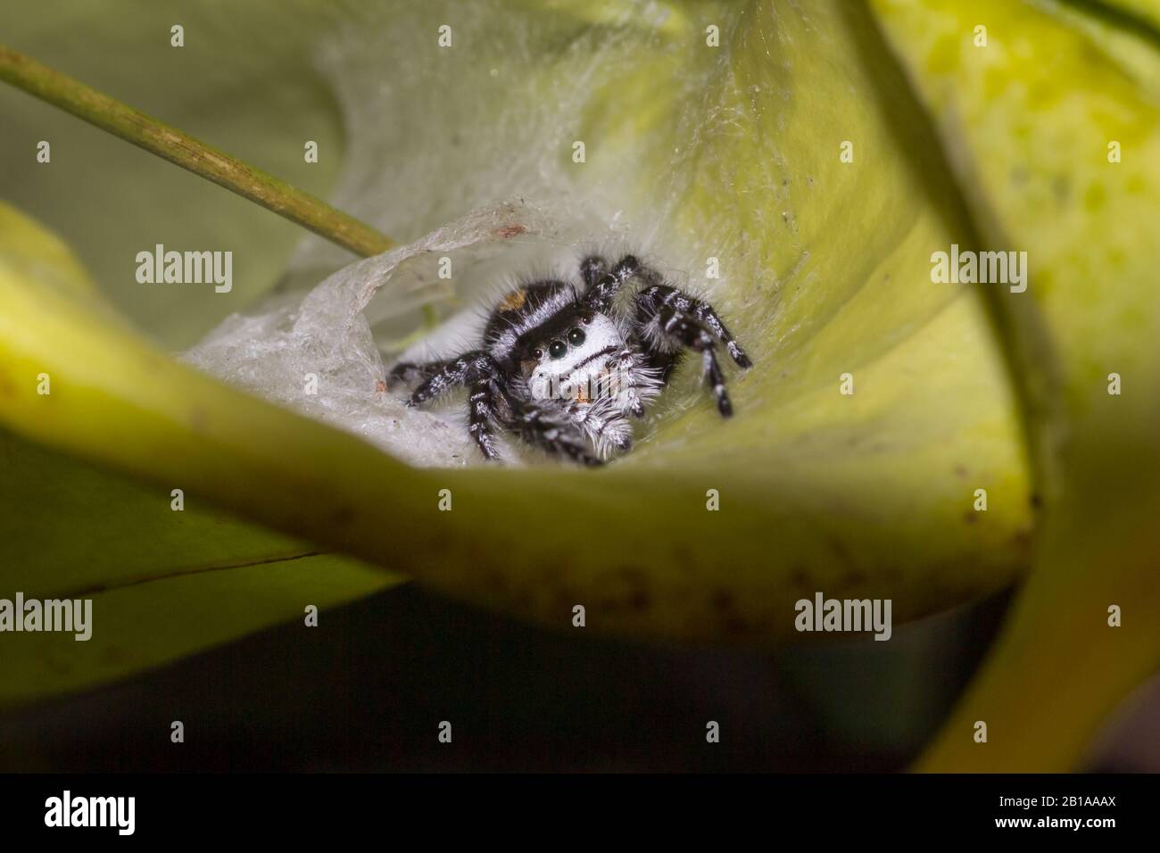 Sautant Spider à l'intérieur du pichet de Sarracenia flava (plante de pichet jaune) en Caroline du Nord Banque D'Images