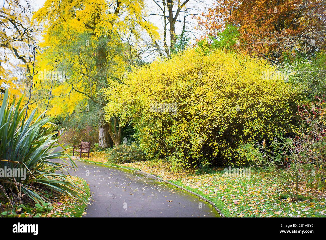 Une belle promenade d'automne à travers les jardins botaniques de Bath en novembre au Royaume-Uni Banque D'Images