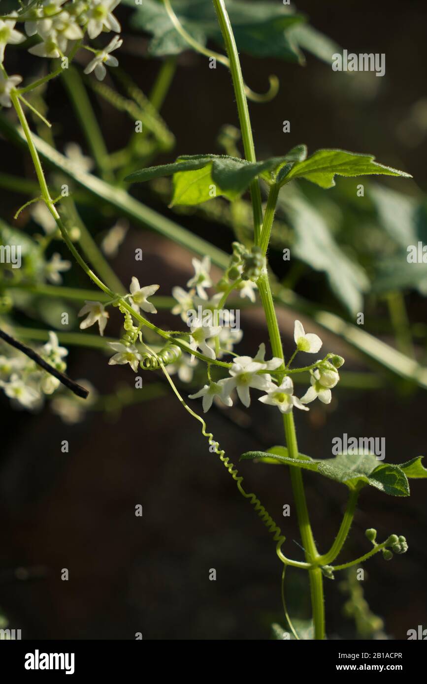 Photos de plantes de Cucumber sauvages (manroot de Californie, Marah Fasacea, Marah) à Ojai, Californie. Banque D'Images