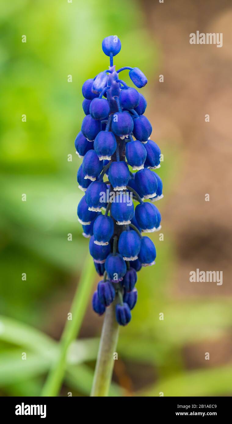 bleu commun ou amidon de raisin jacinthe (muscari neglectum) fleur détail Banque D'Images