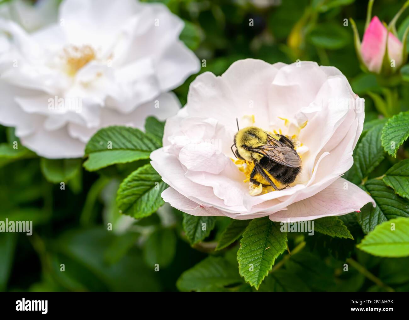 Henry Hudson rugosa floraison rose dans le jardin d'été. Banque D'Images