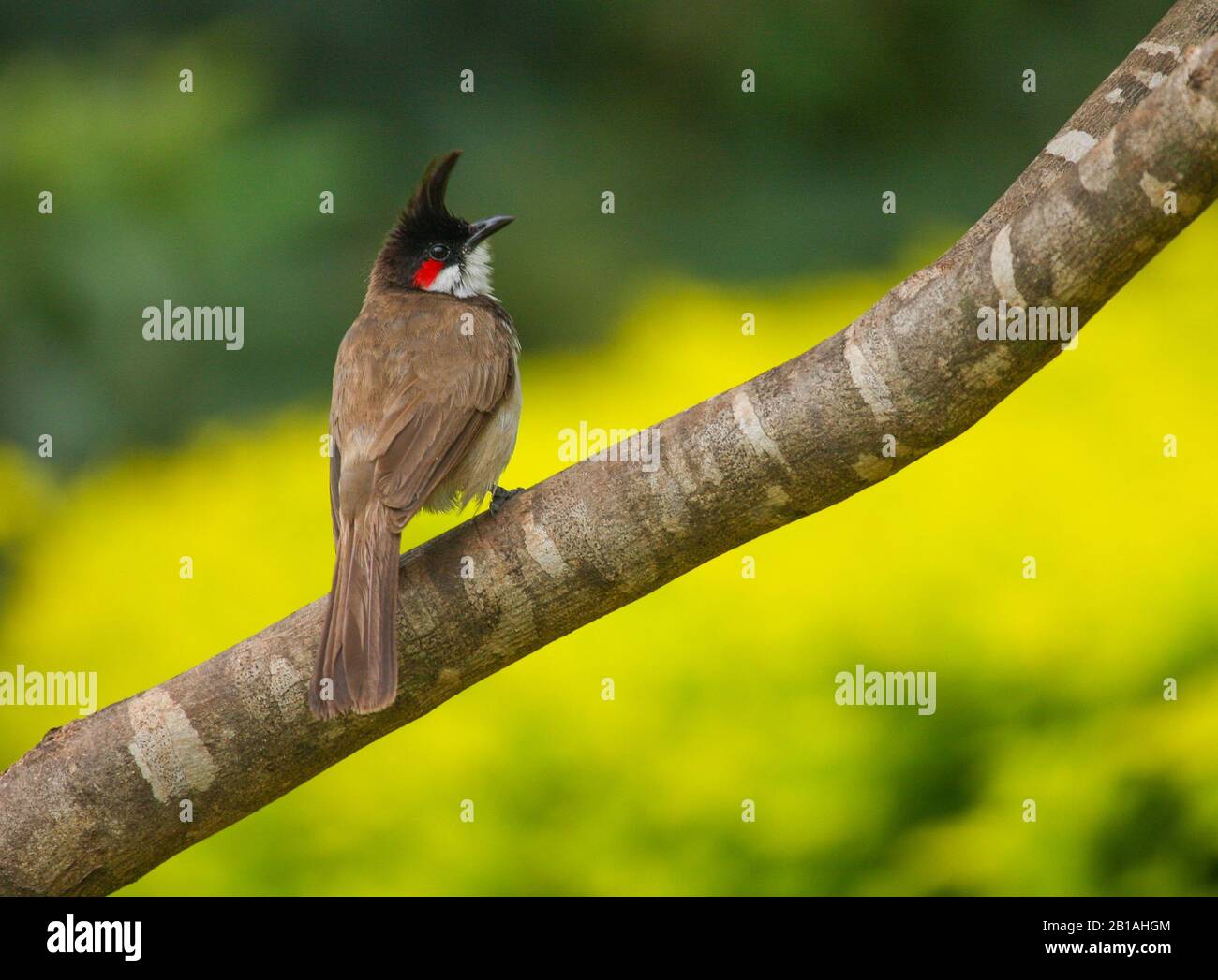 A Red Whiskered Bulbul - photographié dans un parc urbain à Bangalore (Inde) Banque D'Images