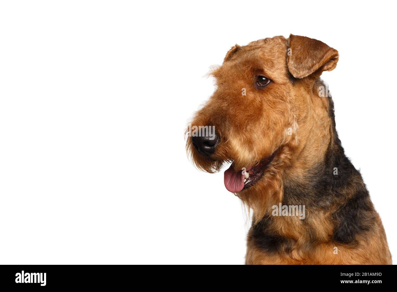 Gros plan Portrait de chien de terrier d'Airedale en regardant le côté, sur fond blanc isolé, vue de profil Banque D'Images