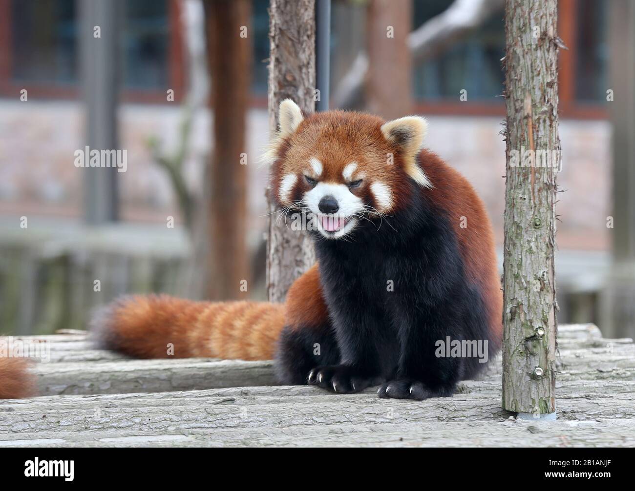 Jiangsu Chine Animaux Au Parc Animalier De Nantong A Nantong Province Du Jiangsu En Chine Orientale 21 Fevrier Depuis Debut 19 Lions Blancs Tigres De Siberie Lions Africains Cerfs De Sika Alpacas
