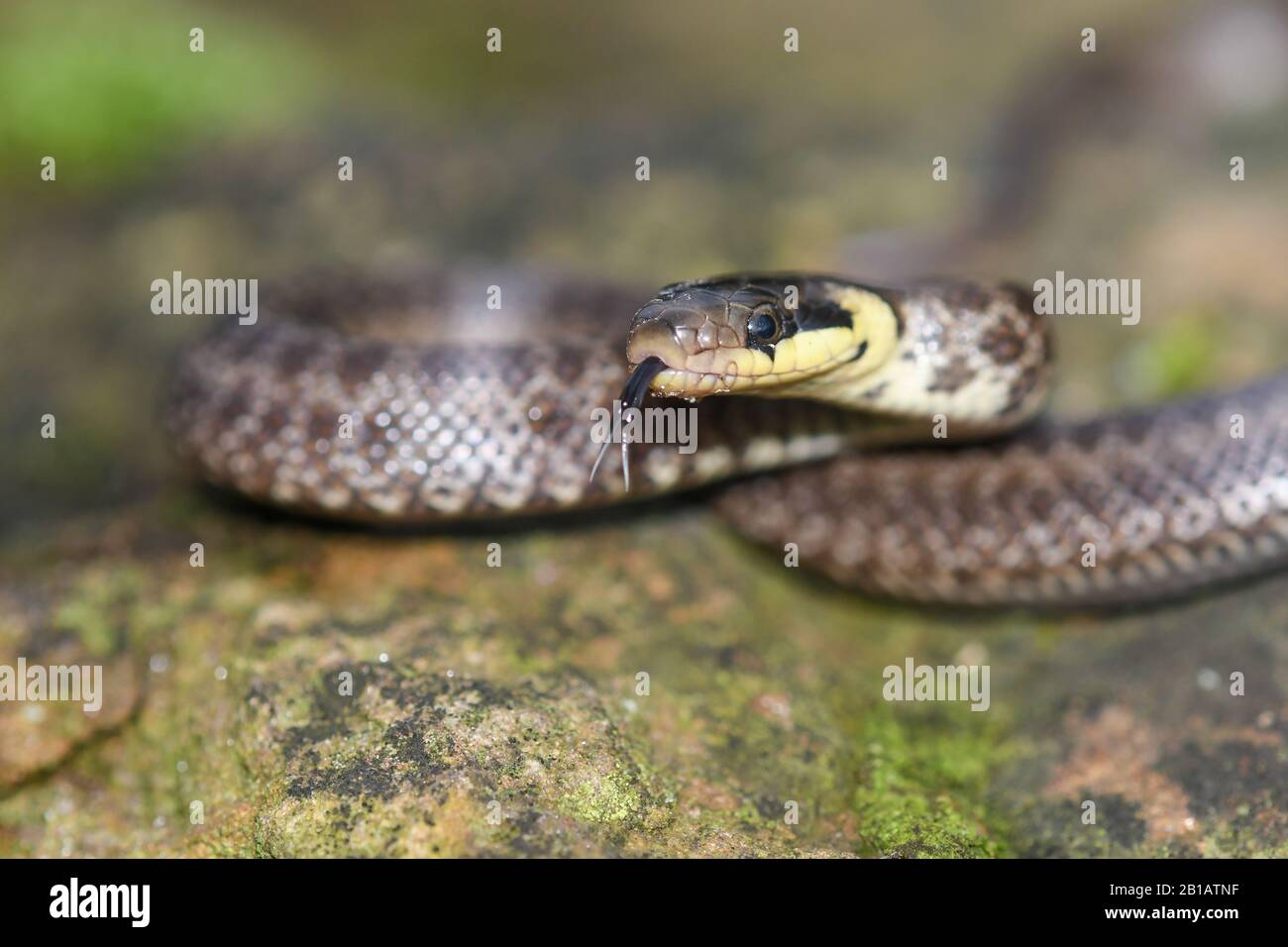 Gros plan d'un serpent d'herbe Banque D'Images