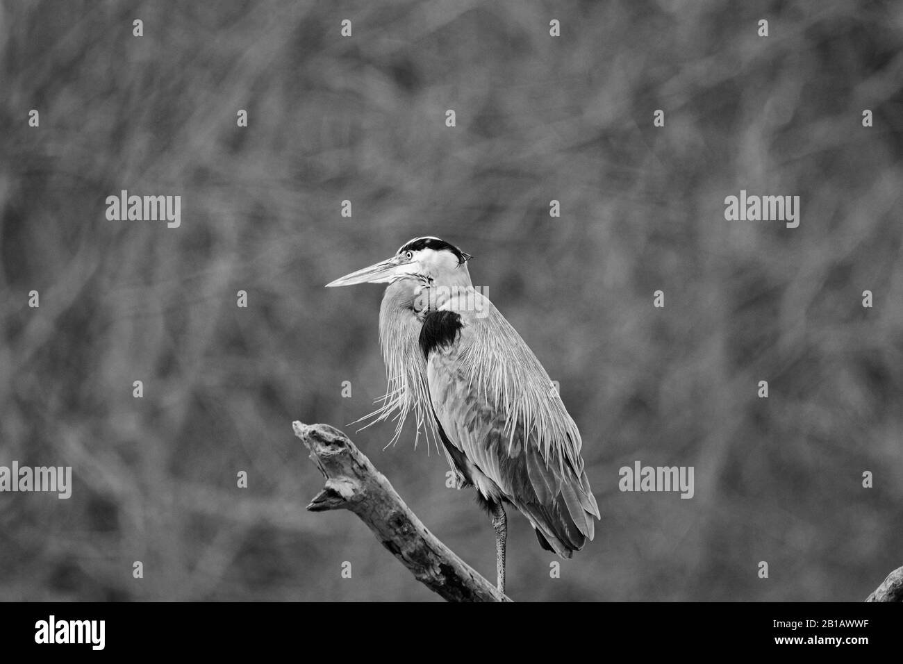 Super Blue Heron passe la journée perchée à Disney, Oklahoma 2020 Banque D'Images