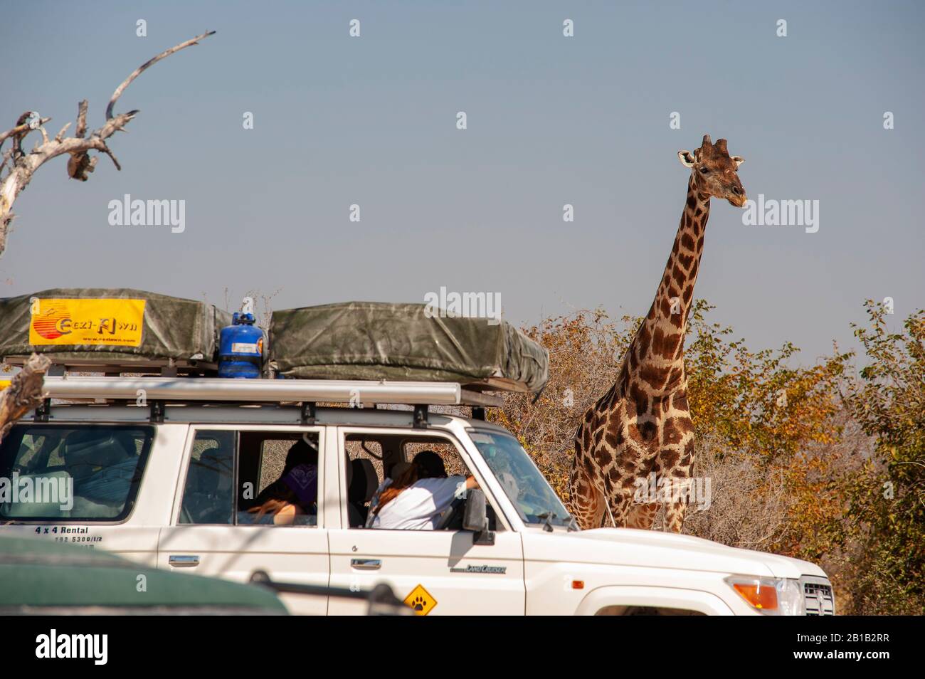 Giraffe près d'une voiture de safari dans un trou d'eau, Parc national d'Etosha, Namibie Banque D'Images