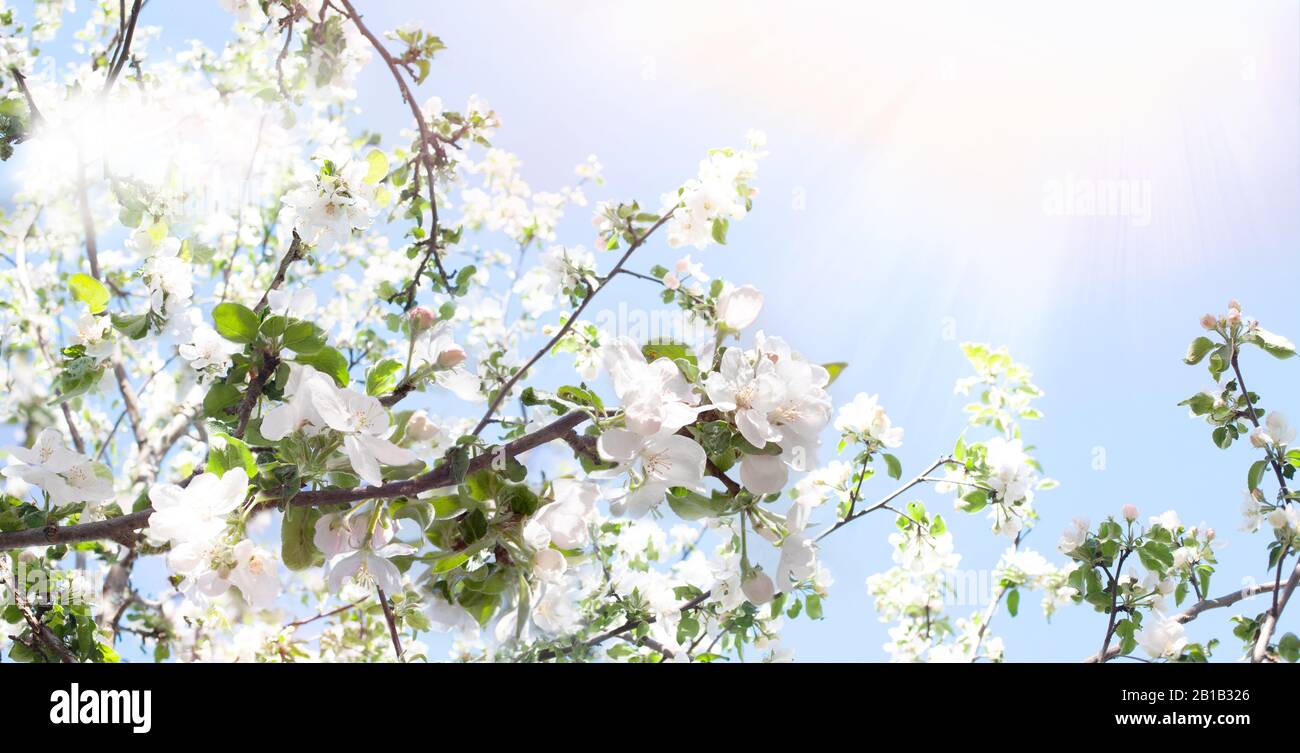 Fond du ressort. Branches d'un pommier fleuri au soleil contre un ciel bleu. Bannière de printemps avec une humeur joyeuse. Fond d'écran à ressort sur les s Banque D'Images