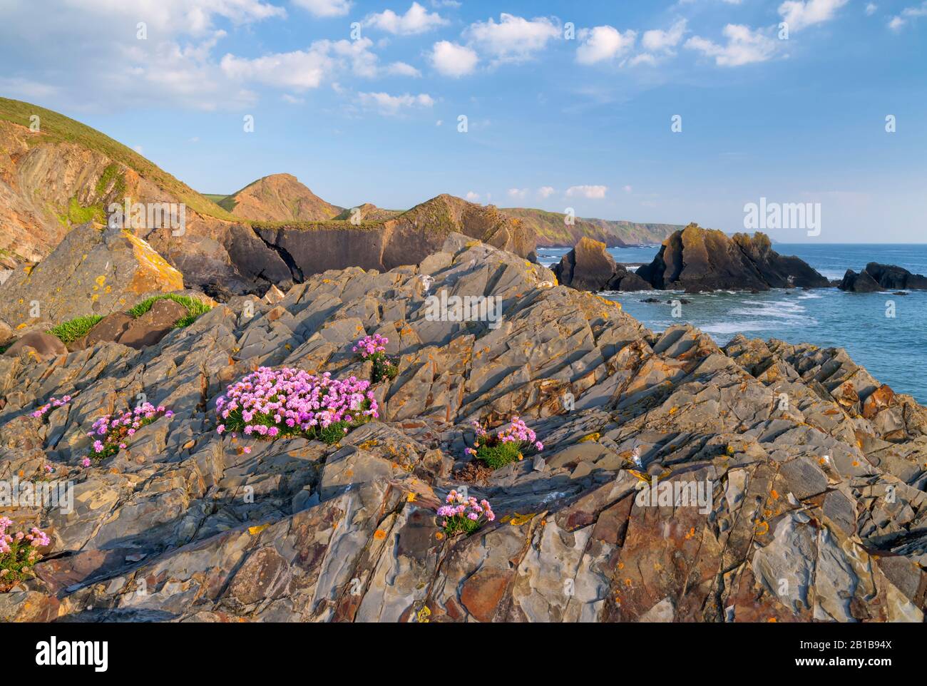 Pinks de mer/thrifts sur les falaises surplombant les eaux rudes et jurassiques à Hartland, Sud-Ouest, North Devon, Royaume-Uni, péninsule de Hartland, beauté Banque D'Images