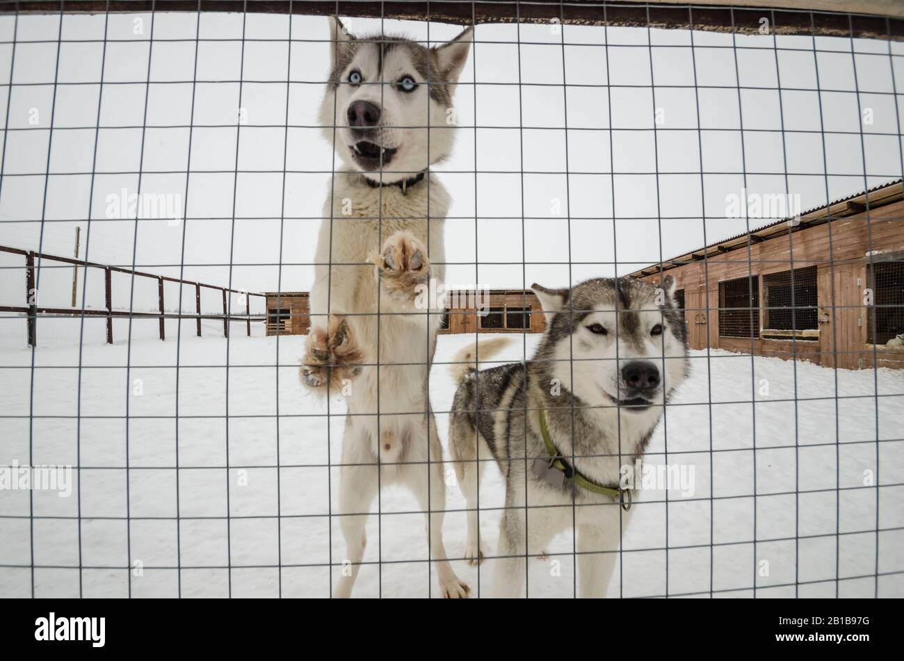 Chiens de traîneau dans les aviaires. Ferme de chiens Banque D'Images