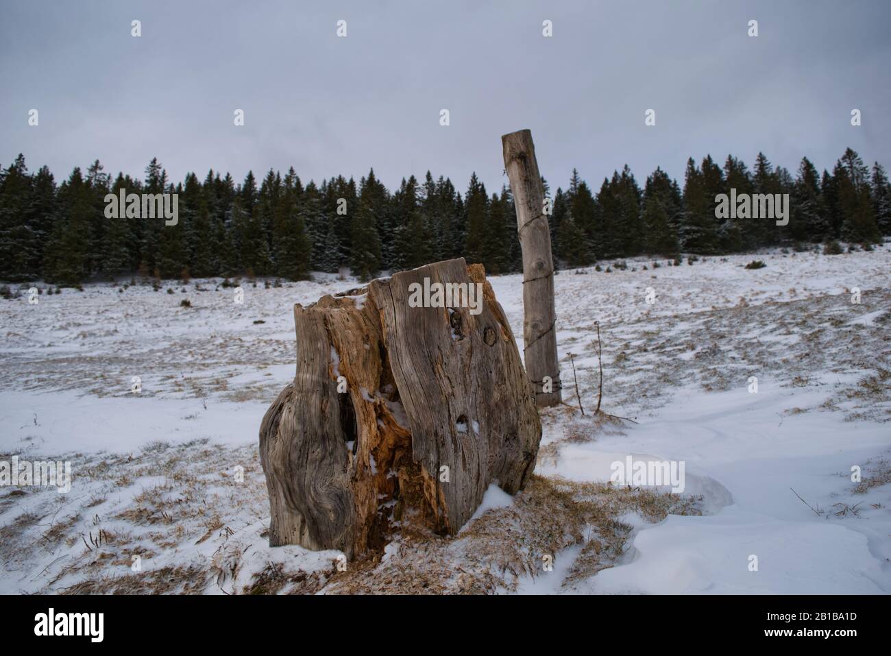 tronc en bois rotten en paysage d'hiver Banque D'Images