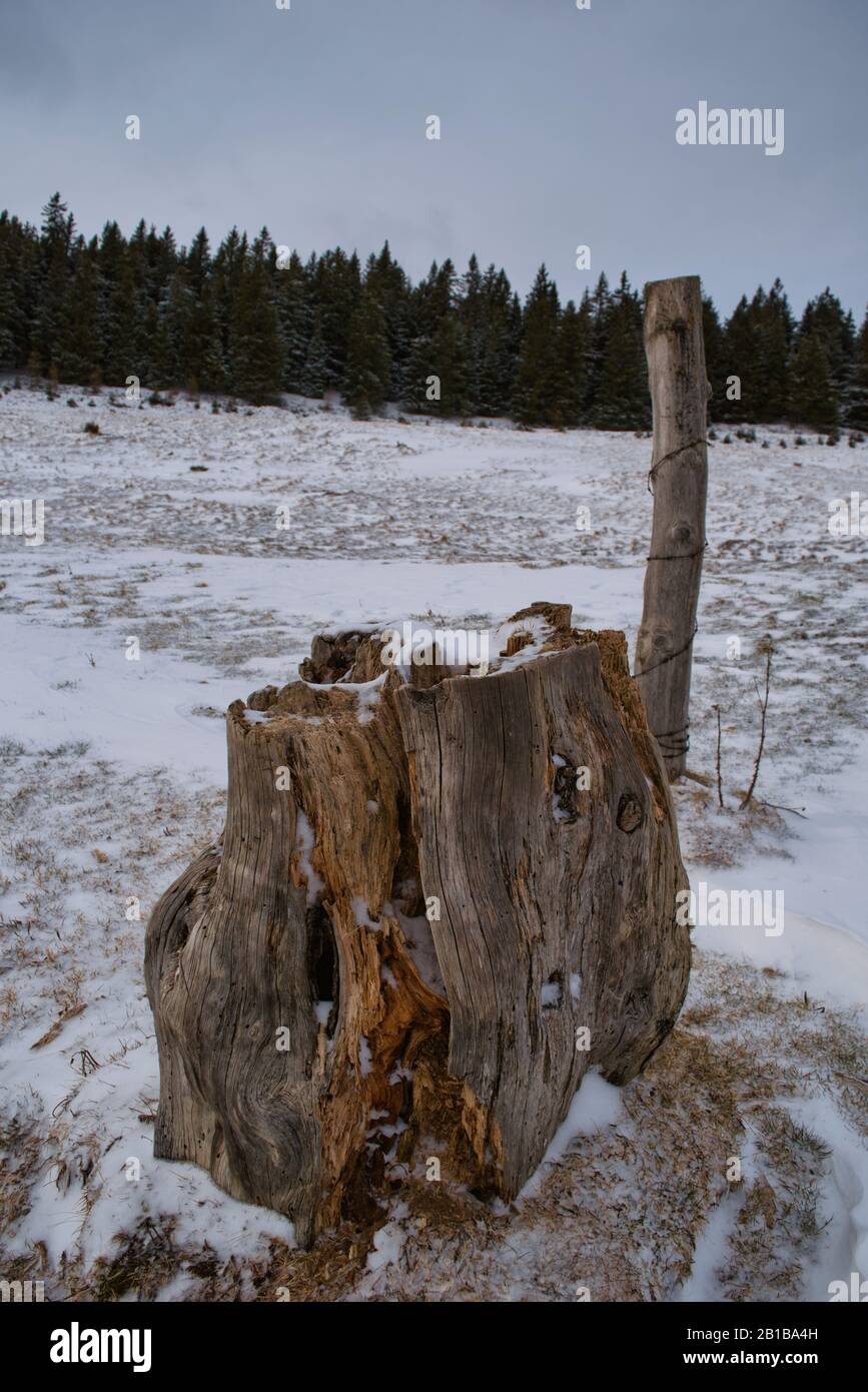 tronc en bois rotten en paysage d'hiver Banque D'Images