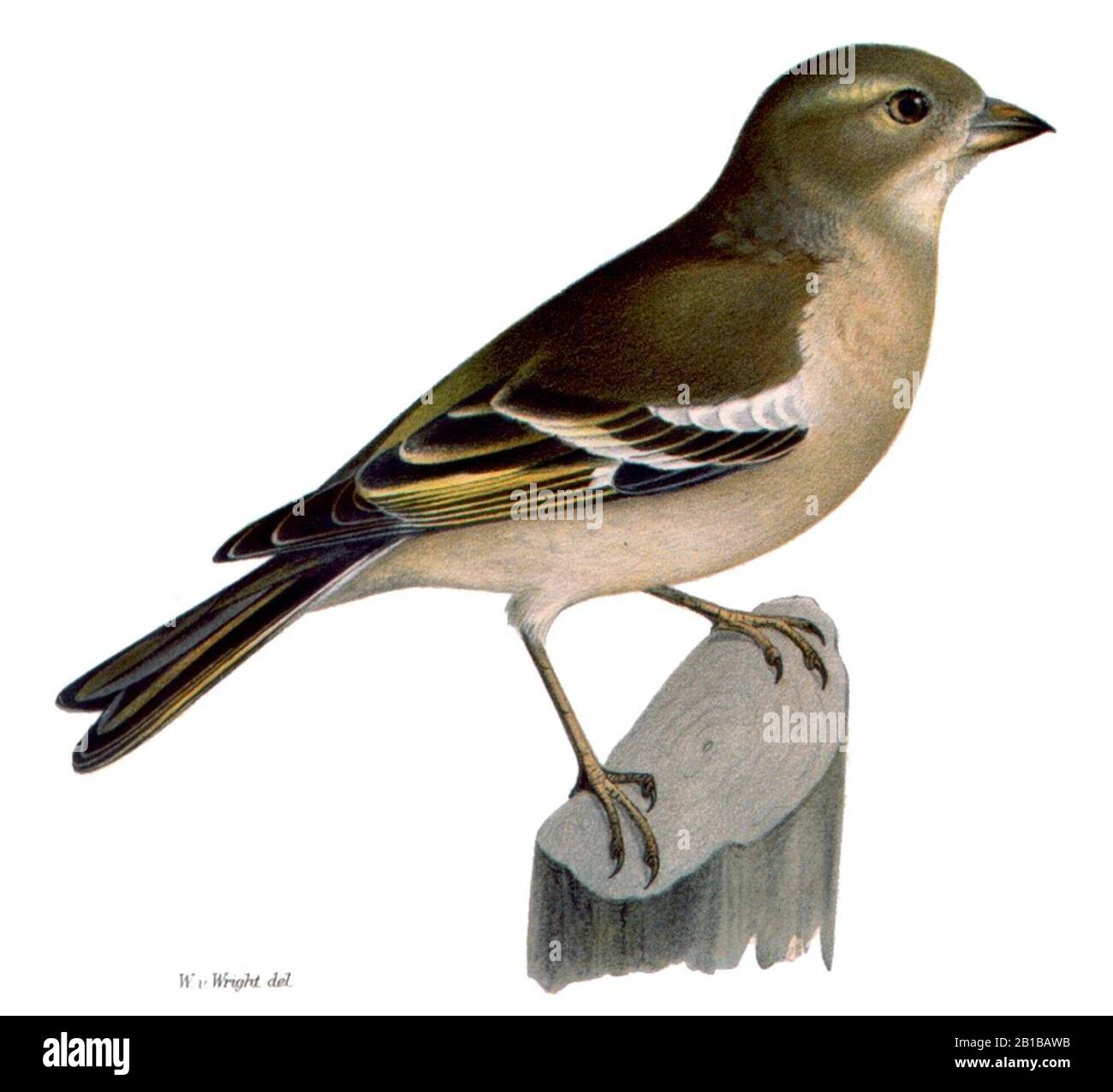 Fringilla coelebs F. Banque D'Images