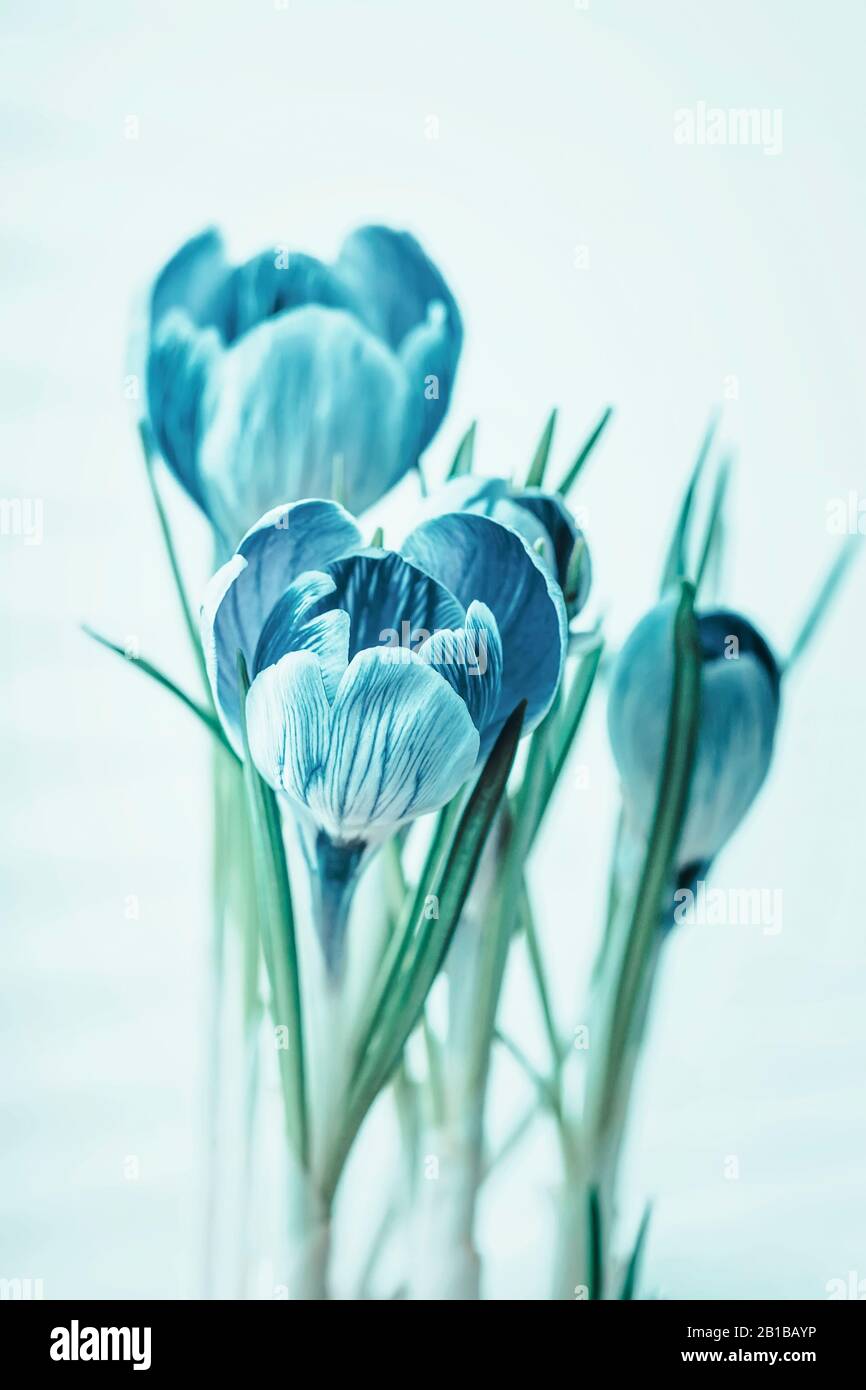 Bouquet romantique élégant de fleurs de crocus gros plan, fond clair Banque D'Images