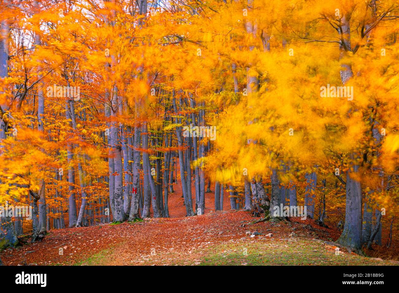 Forêt d'automne colorée par jour venteux. Sentier à travers la forêt en automne Banque D'Images