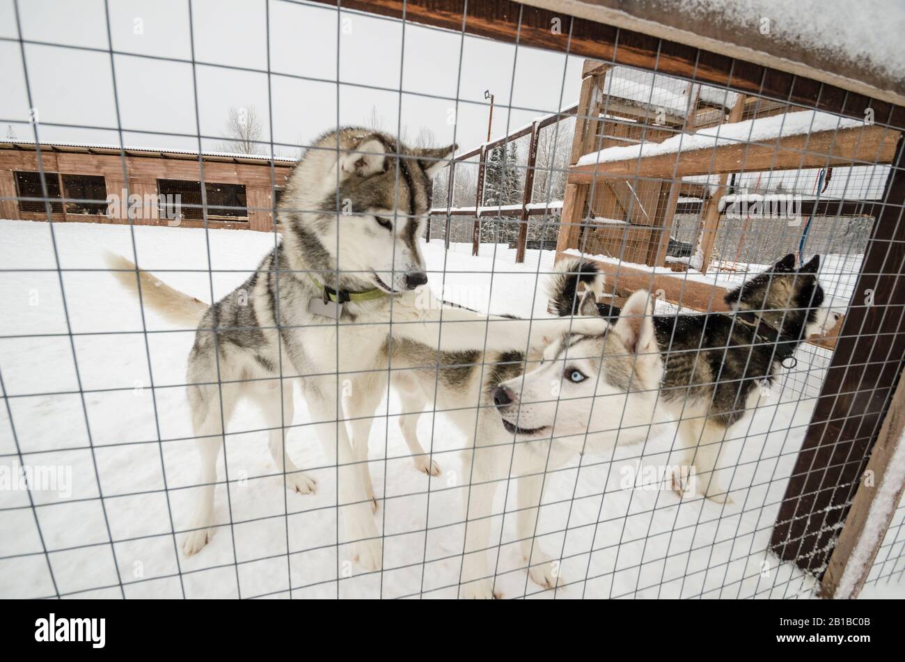 Chiens de traîneau dans les aviaires. Ferme de chiens Banque D'Images