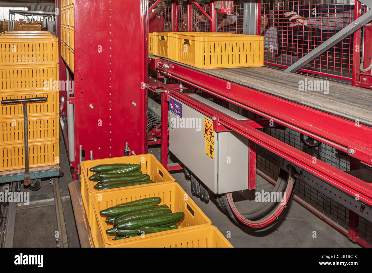 Nootdorp, Pays-Bas, 7 avril 2019: Machine d'emballage pour concombres en serre aux Pays-Bas Banque D'Images