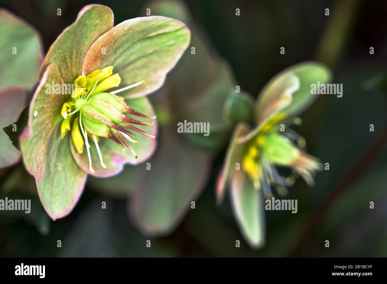 Helleborus 'Cannelle Neige' Banque D'Images