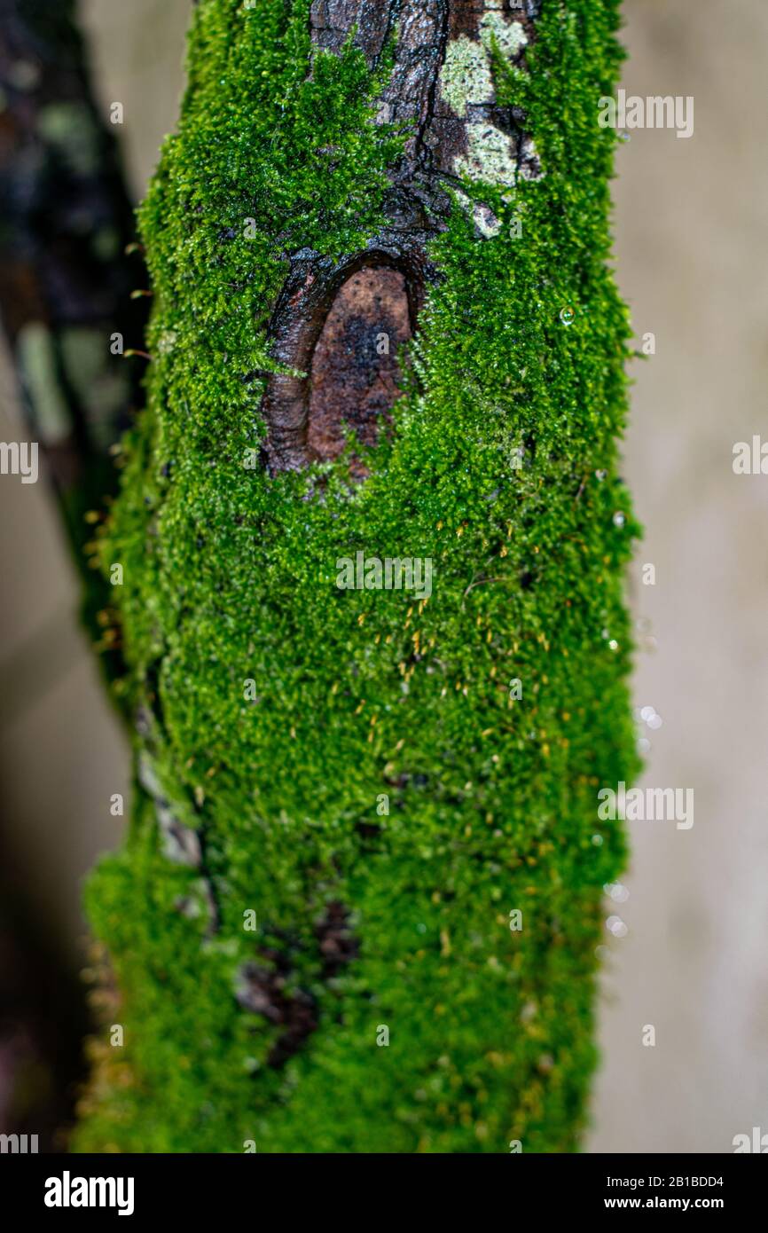 arbre coupant les repères de membre Banque D'Images