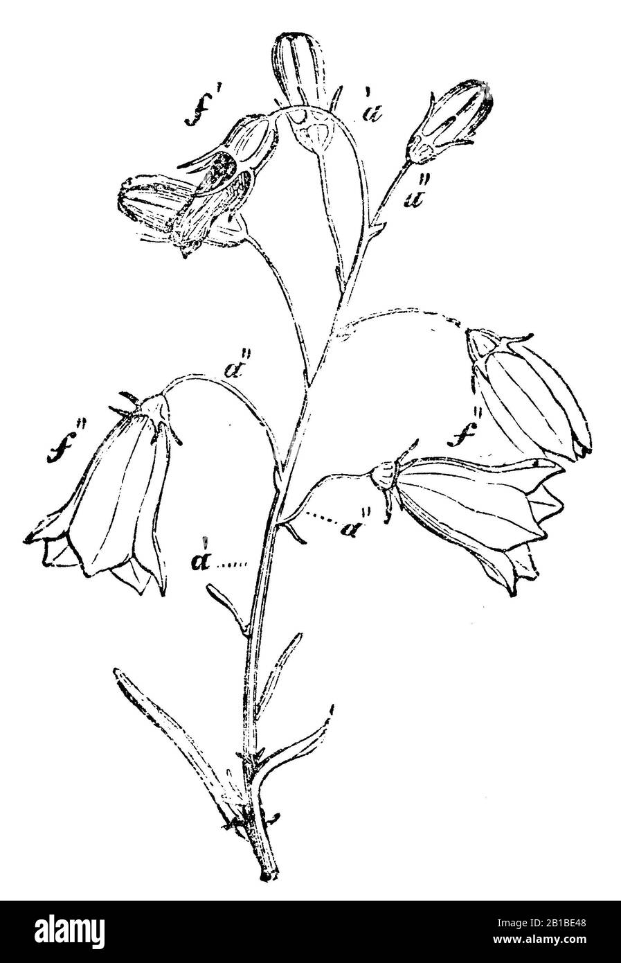 Harlebell, Campanula rotundifolia, Rundblättrige Glockenblume, Campanule à feuilles rondes, anonym (livre de biologie, 1881) Banque D'Images