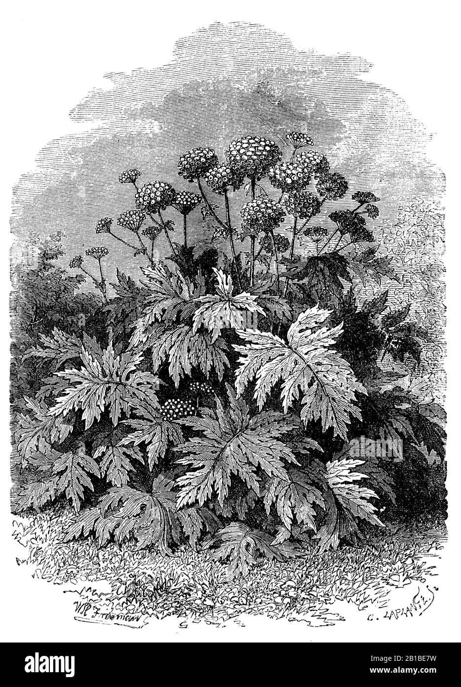 Houssade géante, Heracleum mantegazzianum Syn. Heracleum giganteum, Riesen-Bärenklau, Berce du Caucase, (livre de jardin, 1877) Banque D'Images